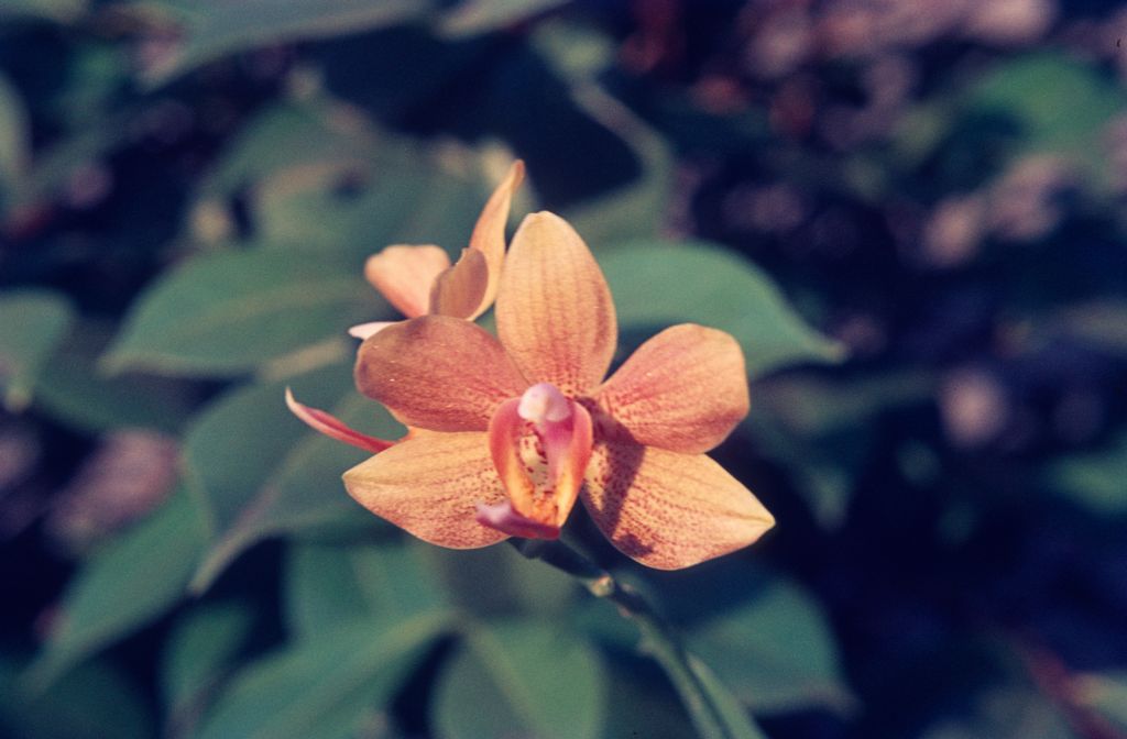 Phalaenopsis, unknown yellow, May 1972, roll 197205 slide 19