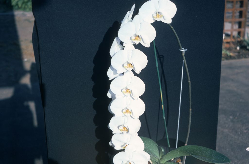 Phalaenopsis, unknown, May 1976, roll 197605H4 slide 19