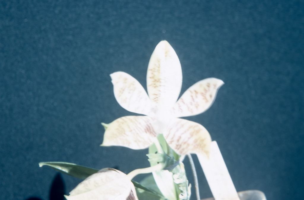 Phalaenopsis, unknown, July 1978, roll 197807H8 slide 18