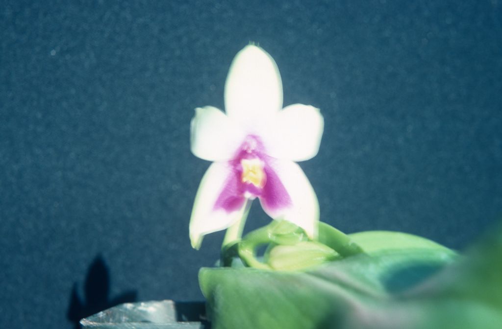 Phalaenopsis, unknown, July 1978, roll 197807H8 slide 19