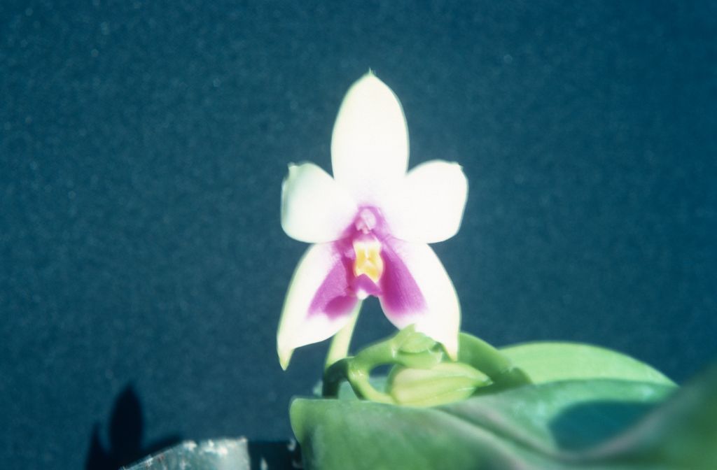 Phalaenopsis, unknown, July 1978, roll 197807H8 slide 20