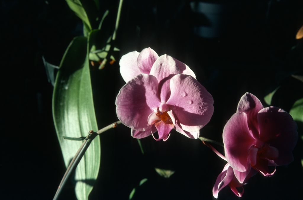 Phalaenopsis, unknown, entire box unlabeled, July 1978, roll 197807H8black slide 10