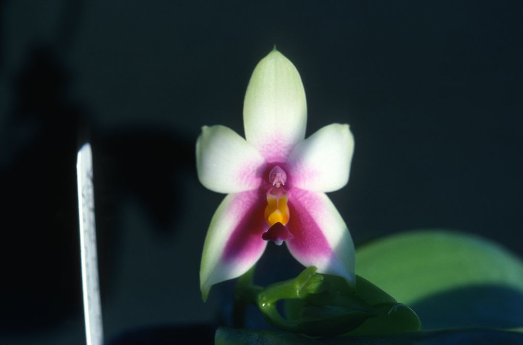 Phalaenopsis, unknown, entire box unlabeled, July 1978, roll 197807H8black slide 13