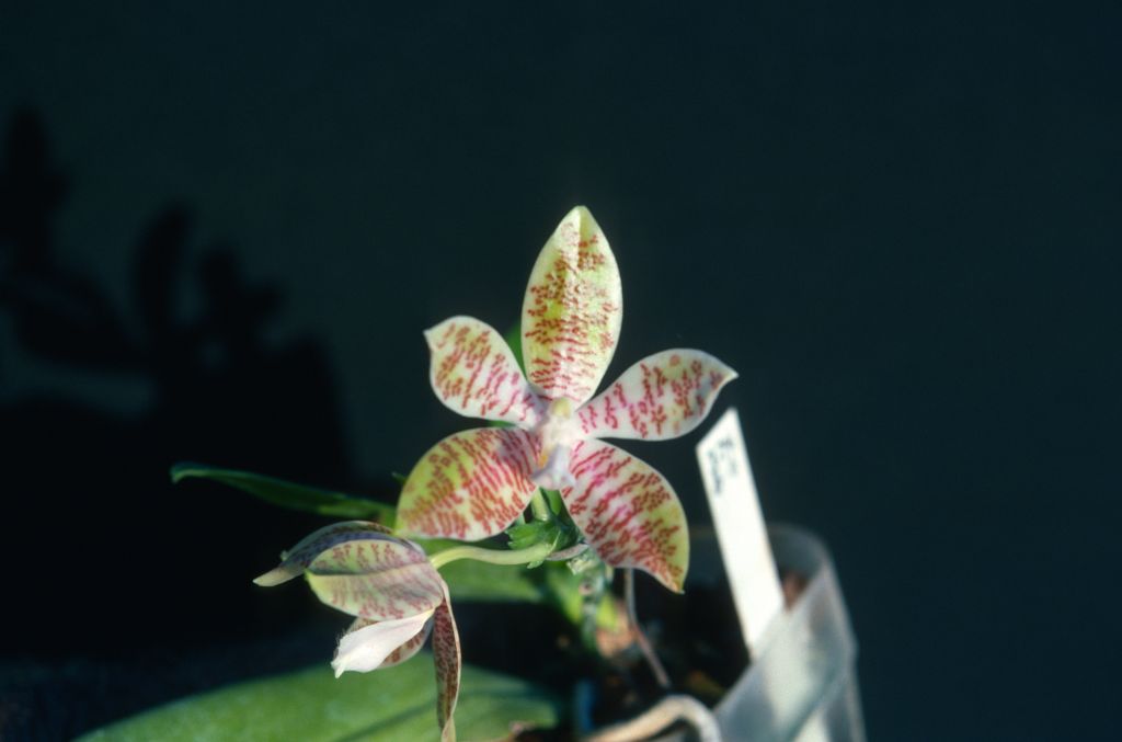 Phalaenopsis, unknown, entire box unlabeled, July 1978, roll 197807H8black slide 20