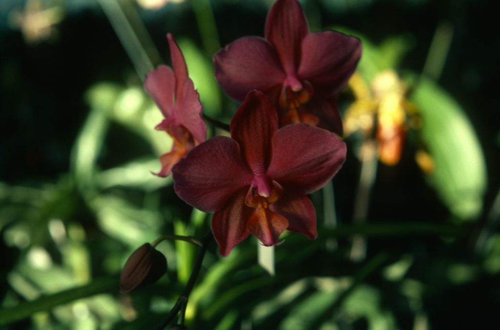 Phalaenopsis, unknown, entire box unlabeled, July 1978, roll 197807H8black slide 6