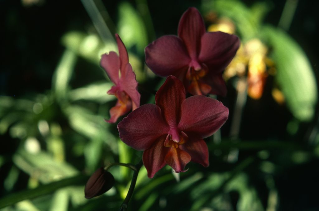 Phalaenopsis, unknown, entire box unlabeled, July 1978, roll 197807H8black slide 7
