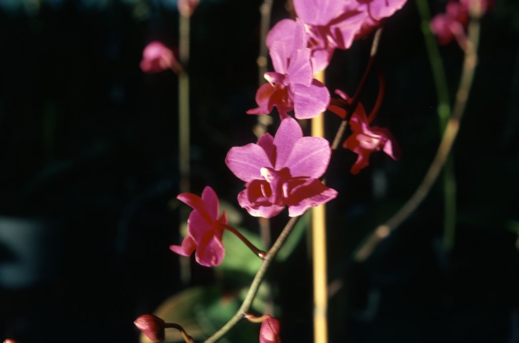 Phalaenopsis, unknown, entire box unlabeled, July 1978, roll 197807H8black slide 8