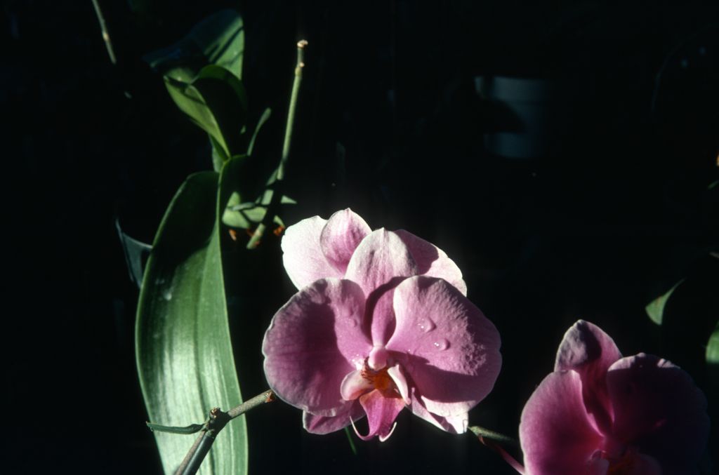 Phalaenopsis, unknown, entire box unlabeled, July 1978, roll 197807H8black slide 9