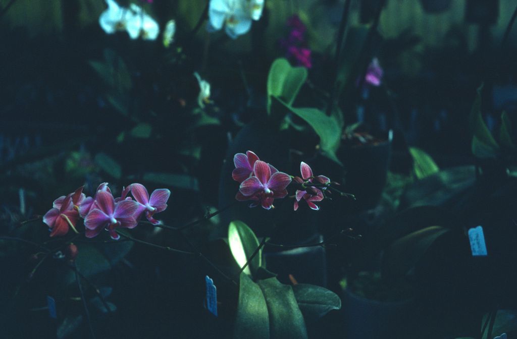 Phalaenopsis, unknown, August 1978, roll 197808H5 slide 7