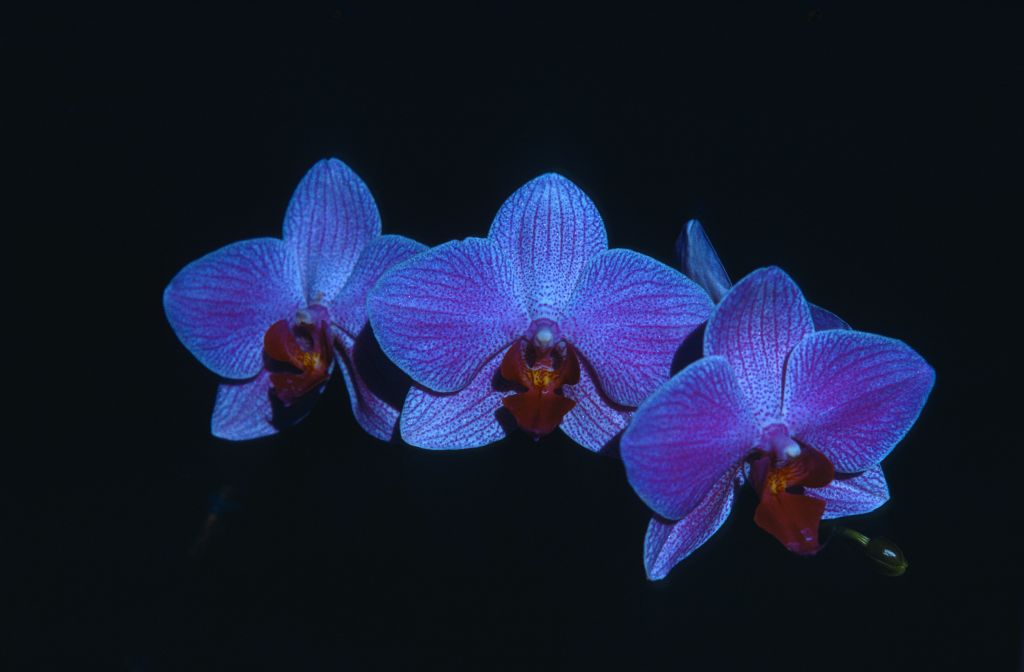 Phalaenopsis, unknown, entire roll unlabeled and very dark, February 1978, roll 197802H7black slide 1