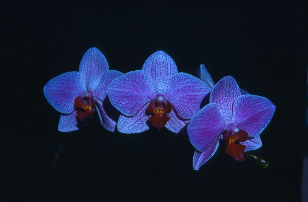 Phalaenopsis, unknown, entire roll unlabeled and very dark, February 1978, roll 197802H7black slide 2