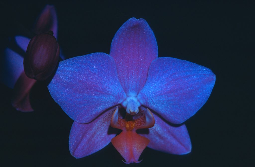 Phalaenopsis, unknown, entire roll unlabeled and very dark, February 1978, roll 197802H7black slide 5