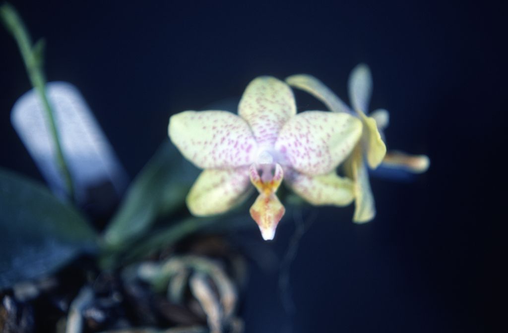 Phalaenopsis, unknown, yellow with spots, March 1979, roll 197903H6 slide 19