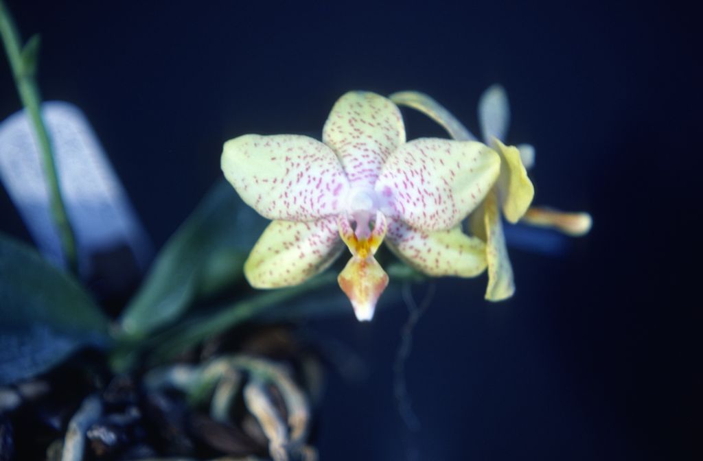 Phalaenopsis, unknown, yellow with spots, March 1979, roll 197903H6 slide 20