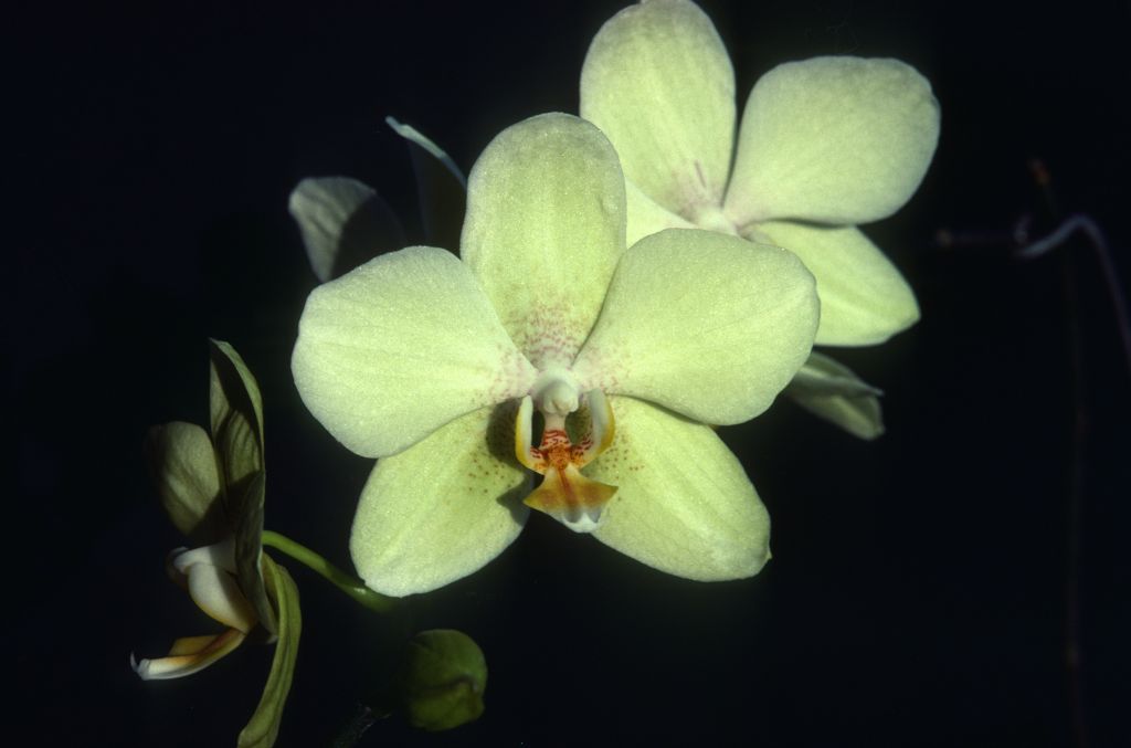 Phalaenopsis, unknown, yellow with spots, entire roll unlabeled, June 1981, roll 198106 slide 1