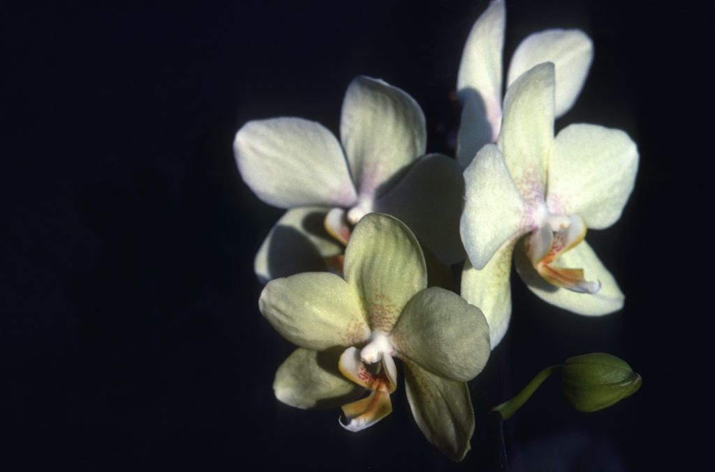 Phalaenopsis, unknown, yellow with spots, entire roll unlabeled, June 1981, roll 198106 slide 2