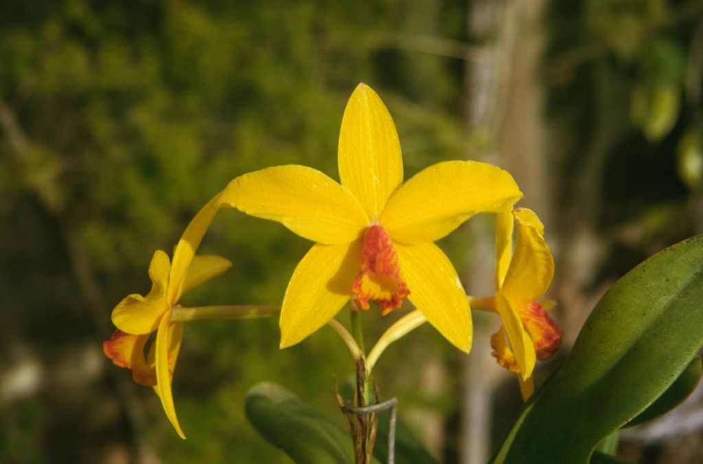 Sc. Marriottiana (?), September 1973, roll 197309H2 slide 3.  The same plant is found in the Keyes slides both as Sl. Marriottiana and Sc. Marriottiana, parentage not listed.  Both hybrids exist, with similar ancestry, now "Cattleya Marriottiana (2/1896)" and "Cattleya Marriottiana (1902)", respectively.  Based on what can be seen in the Keyes slides and in the few images in OrchidWiz, Sl. Marriottiana (Cattleya Marriottiana (2/1896)) seems the most likely solution.