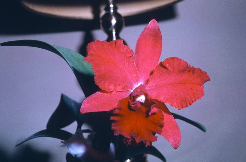 Slc. Pearl Spencer 'Petite Rouge', October 1962, roll 196210H slide 11