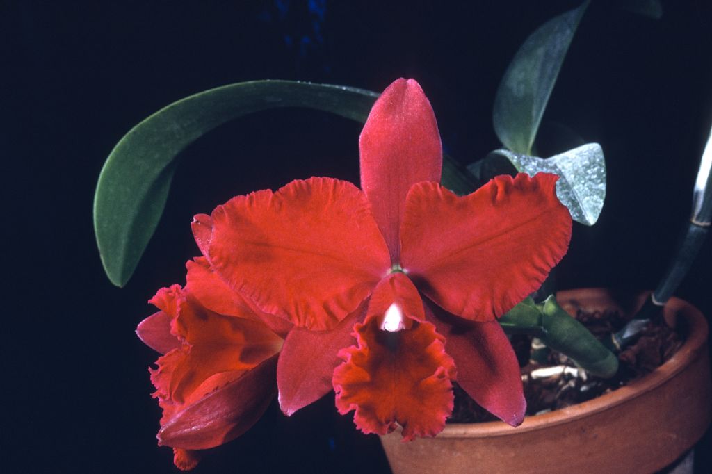 Slc. Pearl Spencer 'Petite Rouge', January 1963, roll 196301H slide 22