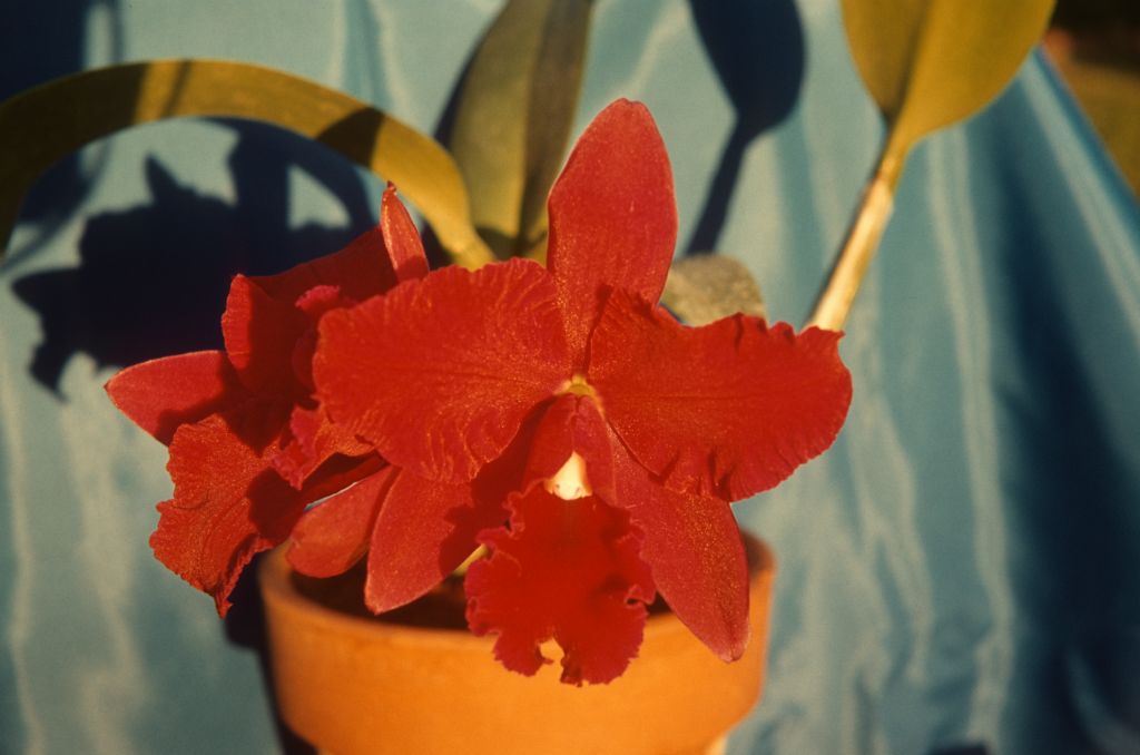 Slc. Pearl Spencer 'Petite Rouge', February 1963, roll 196302H slide 15