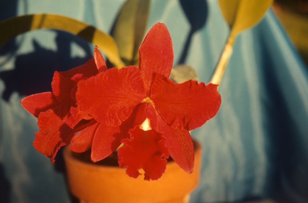 Slc. Pearl Spencer 'Petite Rouge', February 1963, roll 196302H slide 16
