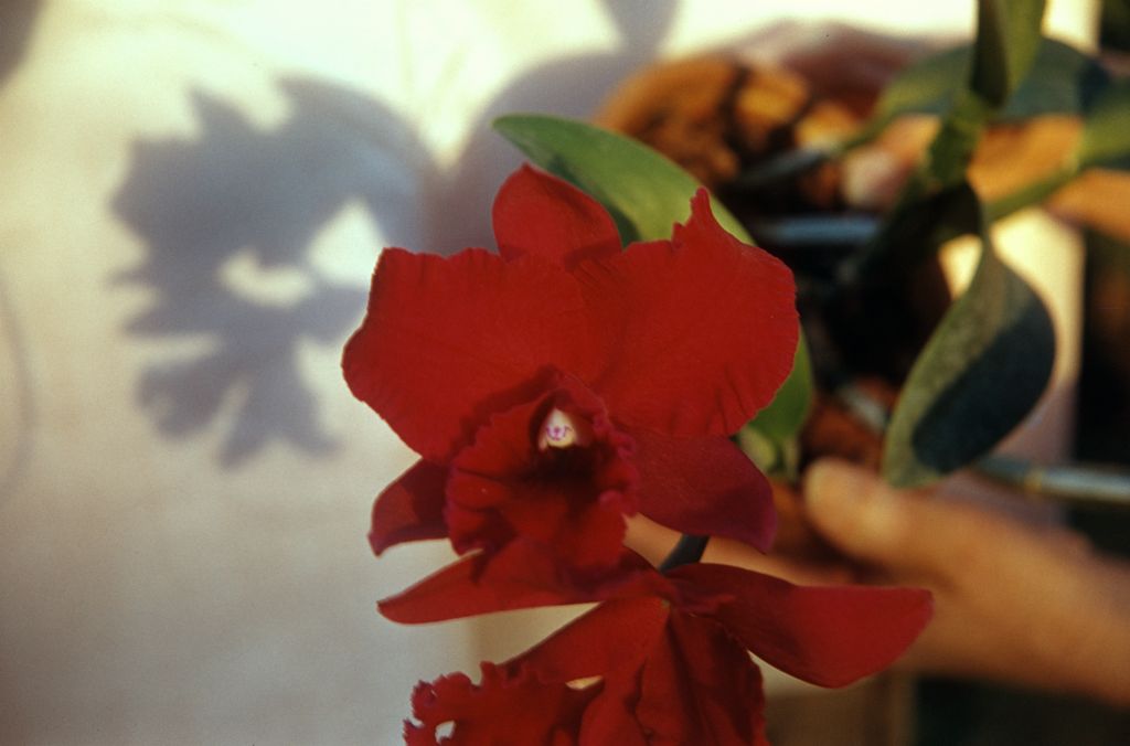 Slc. Pearl Spencer 'Petite Rouge', February 1963, roll 196302H slide 17