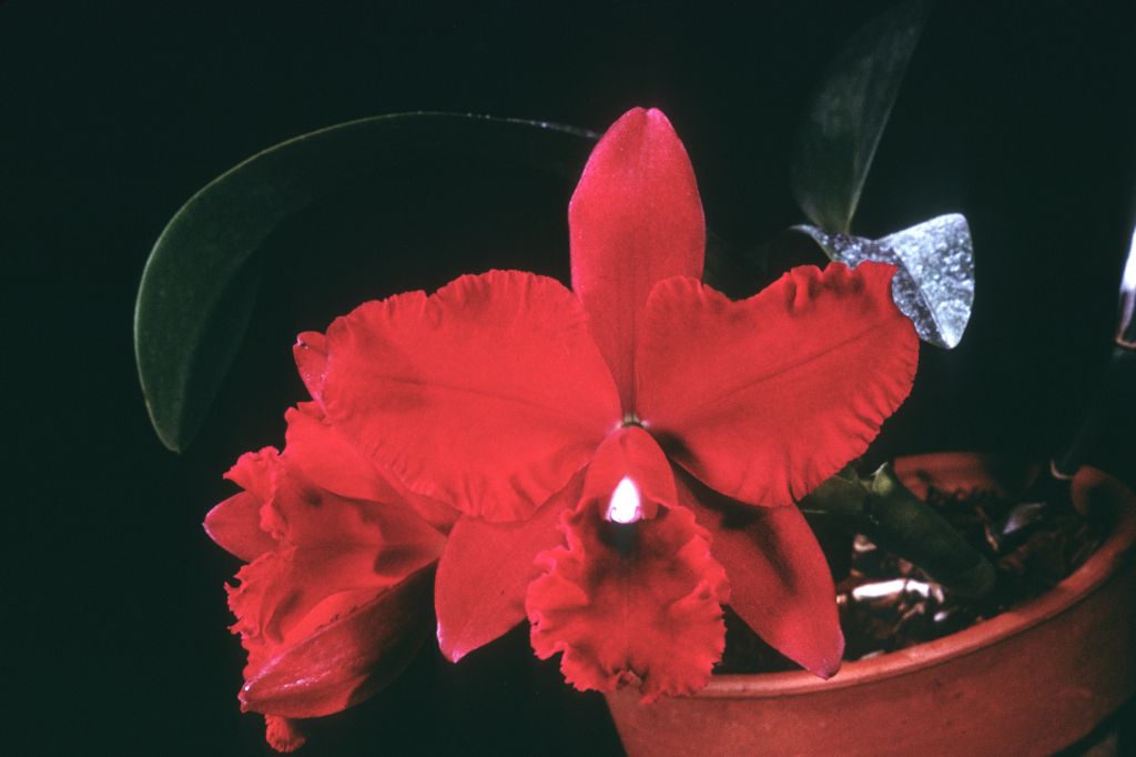 Slc. Pearl Spencer 'Petite Rouge', April 1966, roll 196604H8