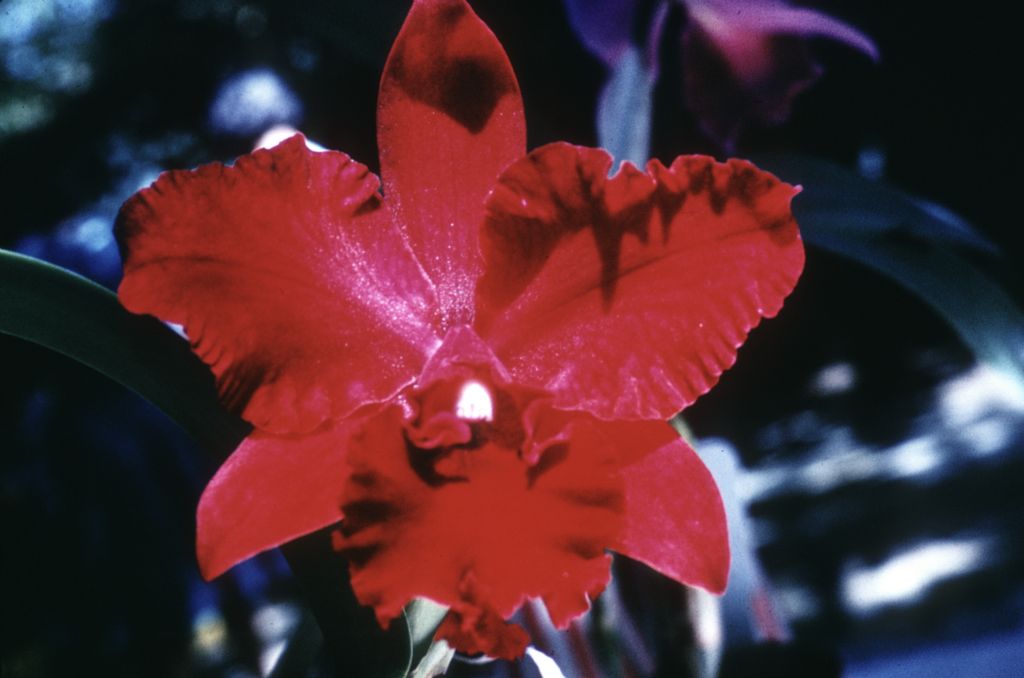 Slc. Pearl Spencer 'Petite Rouge', April 1966, roll 196604H8