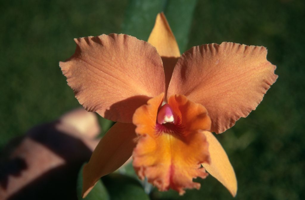 Slc. Helen Veliz 'Apricot', January 1971, roll 197101H4 slide 11