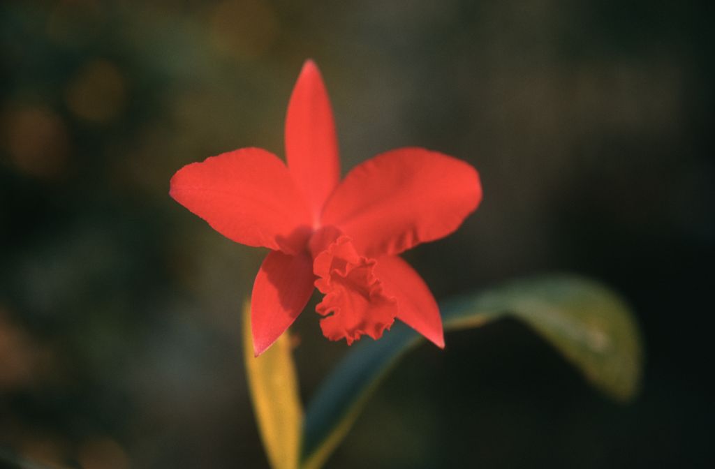 Slc. Redzac 'Carimo Ruby', January 1971, roll 197101H4 slide 20