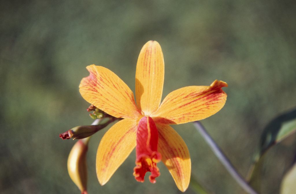 Slc. Pacific Gem 'Meschner', December 1971, roll 197112H1 slide 2
