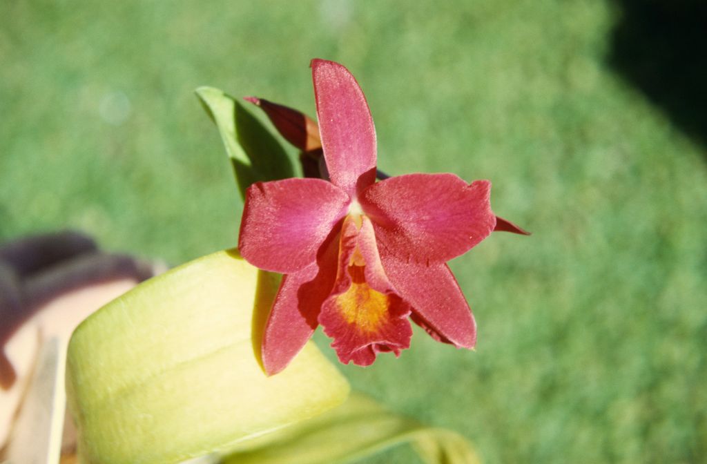 Slc. Jewel Box 'Garnet Gem', February 1972, roll 197202H5 slide 3