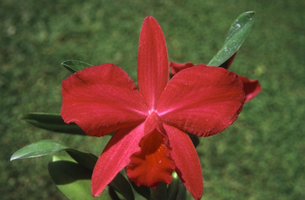 Slc. Vermillion Cherub 'Carimo', August 1972, roll 197208H1 slide 12