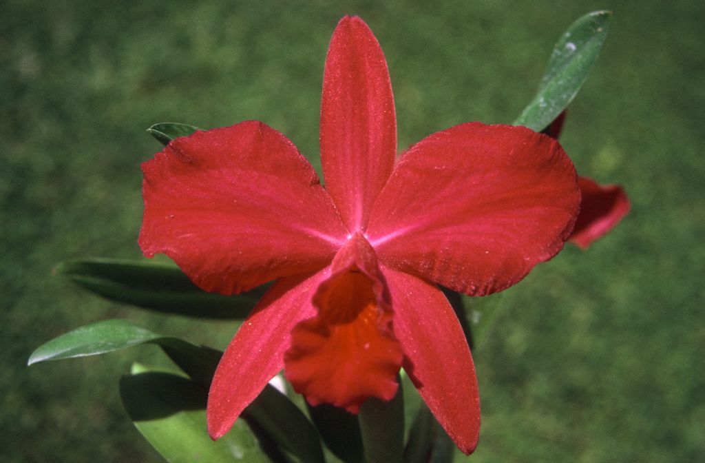 Slc. Vermillion Cherub 'Carimo', August 1972, roll 197208H1 slide 13