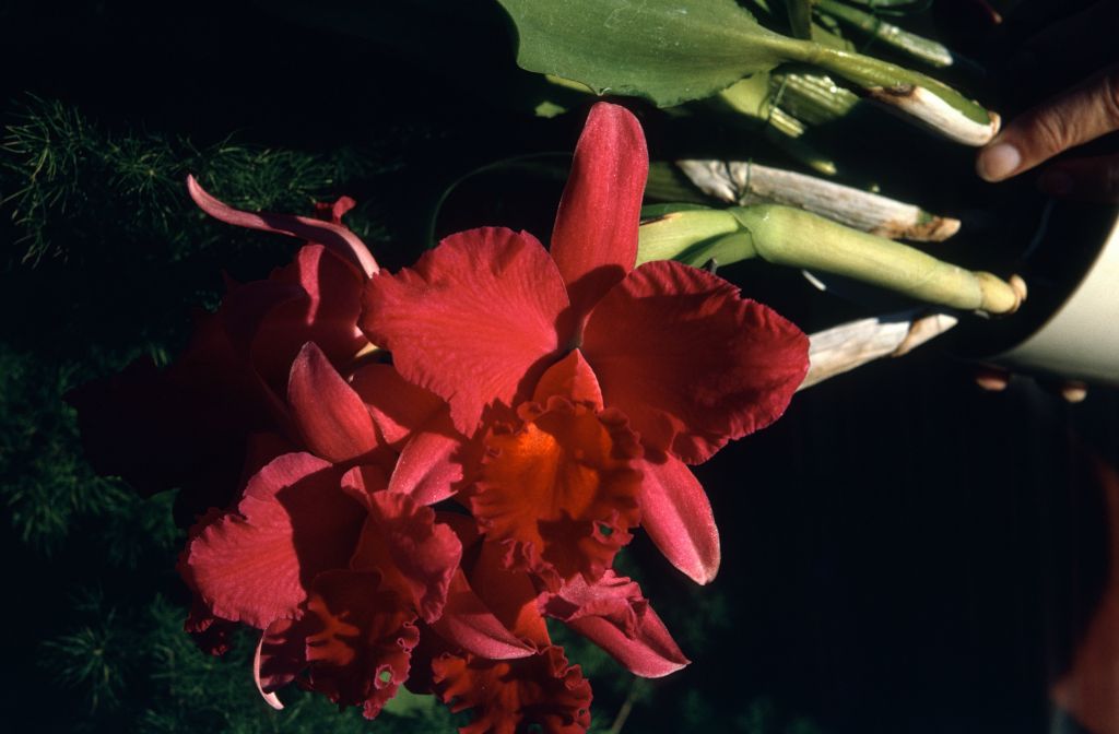 Slc. Anzac 'Purpureum', January 1973, roll 197301 slide 14