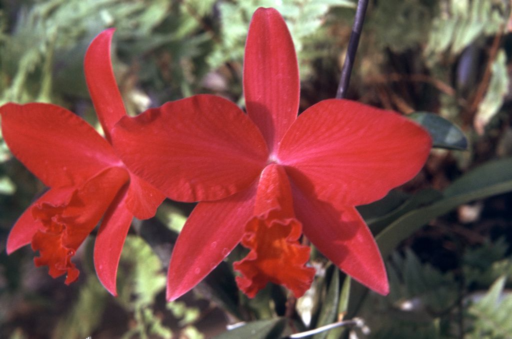 Slc. Redzac 'Carimo Ruby', June 1974, roll 197406H12 slide 7