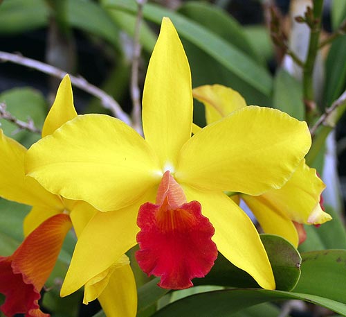 Slc. California Apricot 'Bonsall', substitute for Program 4 slide 36, photo by Fred Clarke, Sunset Valley Orchids.  Program script calls for cultivar 'Golden Gleam', but no such slide has been found in the Keyes collection or in any other source.