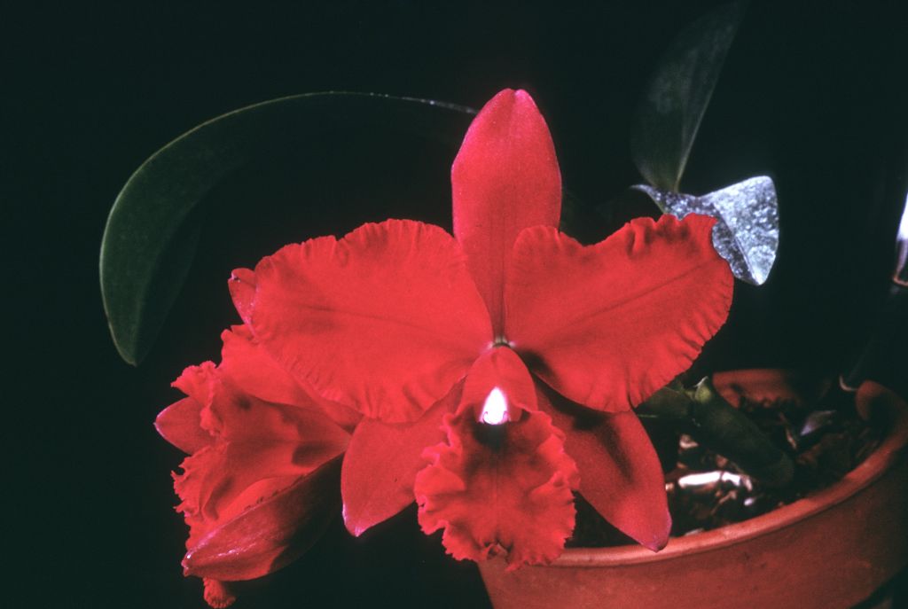 Slc. Pearl Spencer 'Petite Rouge', Program 8 slide 40, duplicate slide made in April 1966.