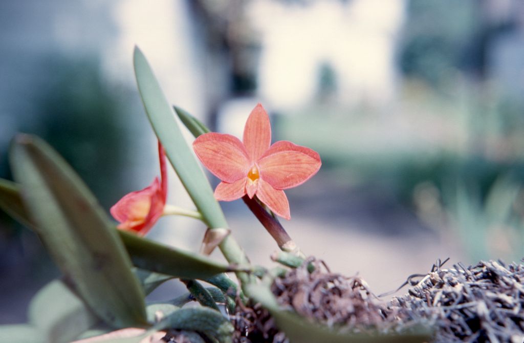 Sophronitis grandiflora, August 1964, roll 196408H slide 10