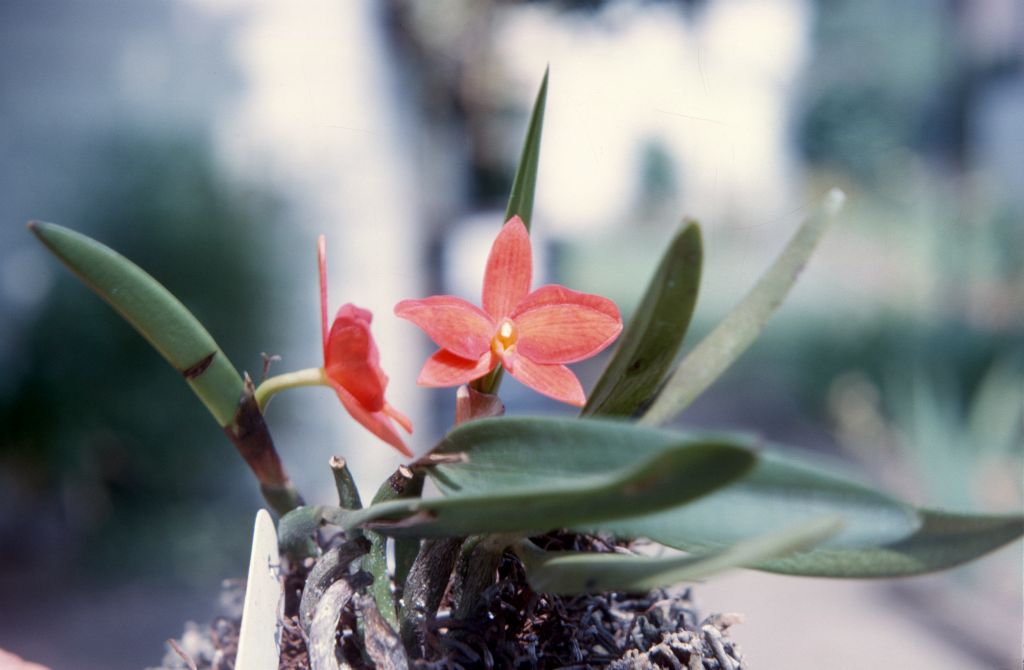Sophronitis grandiflora, August 1964, roll 196408H slide 9