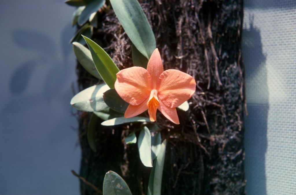 Sophronitis grandiflora 'Red Wing', February 1965, roll 196502H slide 2