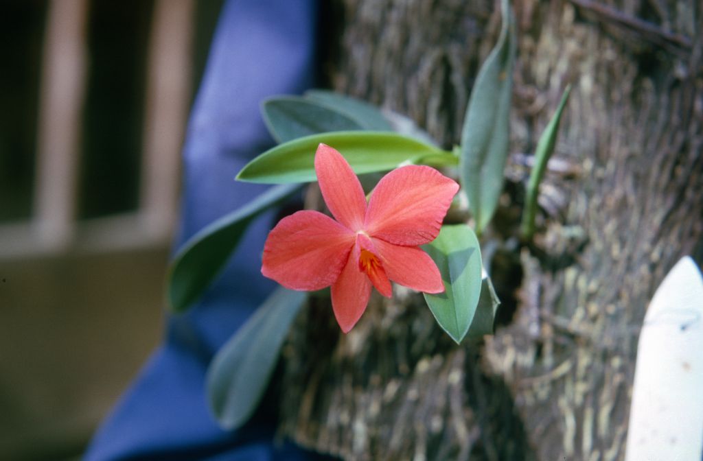 Sophronitis grandiflora 'Red Bird', August 1965, roll 196508H slide 6
