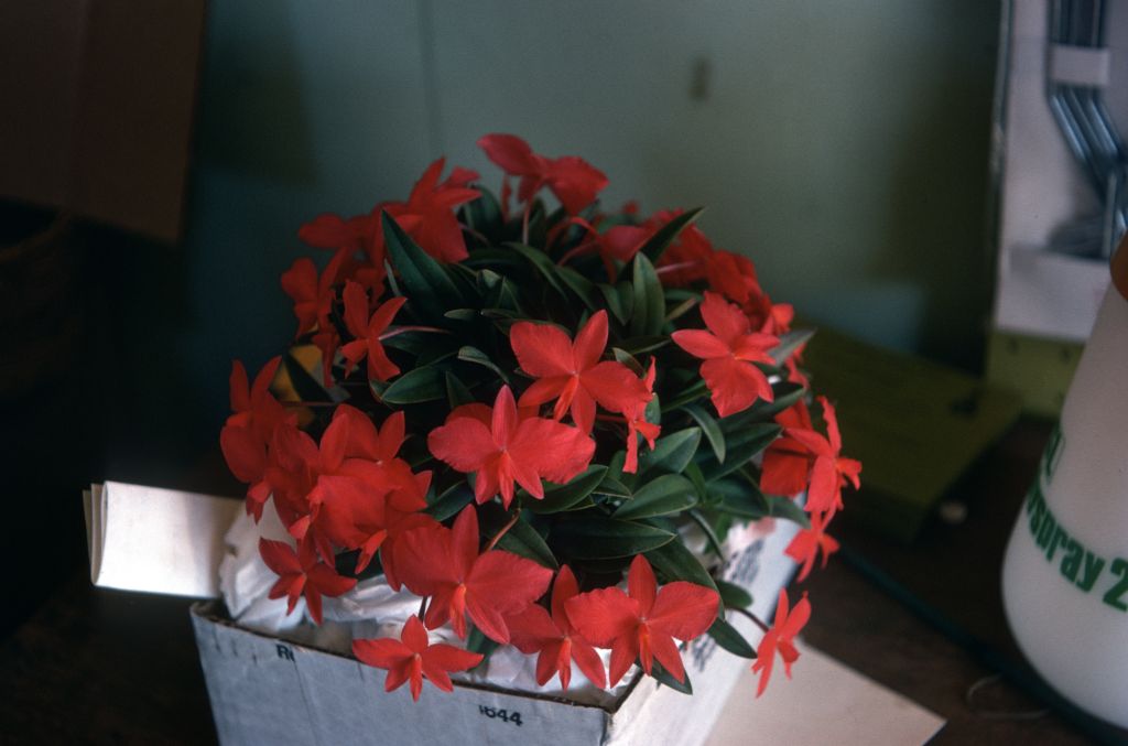 Sophronitis mantiqueirae 'Cookie' AM/AOS CCM/AOS, January 1975, roll 197501H7 slide 5.  This is the plant exhibited by Larry Heuer of Santa Barbara at Los Angeles monthly judging, December 9, 1974.