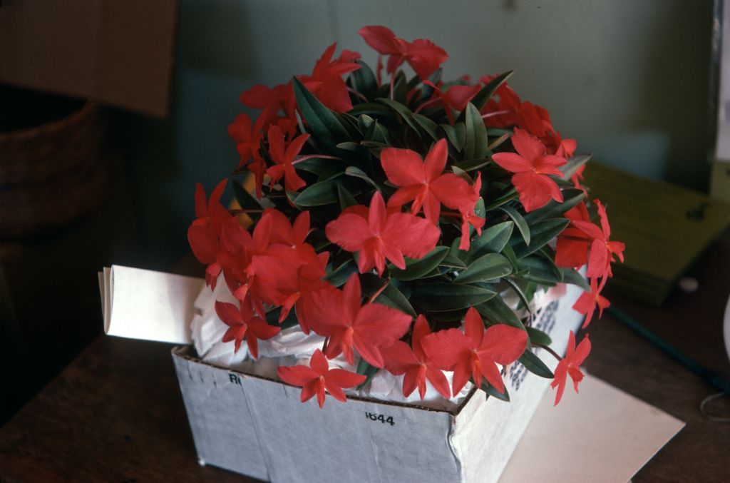 Sophronitis mantiqueirae 'Cookie' (now Cattleya mantiqueirae) AM/AOS CCM/AOS January 1975, roll 197501H7 slide 6, this is the plant exhibited by Larry Heuer of Santa Barbara at Los Angeles monthly judging, December 9, 1974.