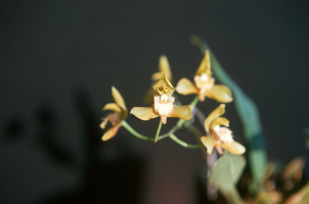"Unknown plant", August 1977, roll 197708H7red slide 19