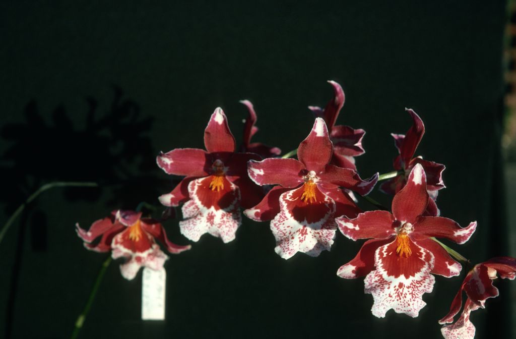 Vuylstekeara Cambria 'Plush', October 1975, roll 197510H6 slide 7
