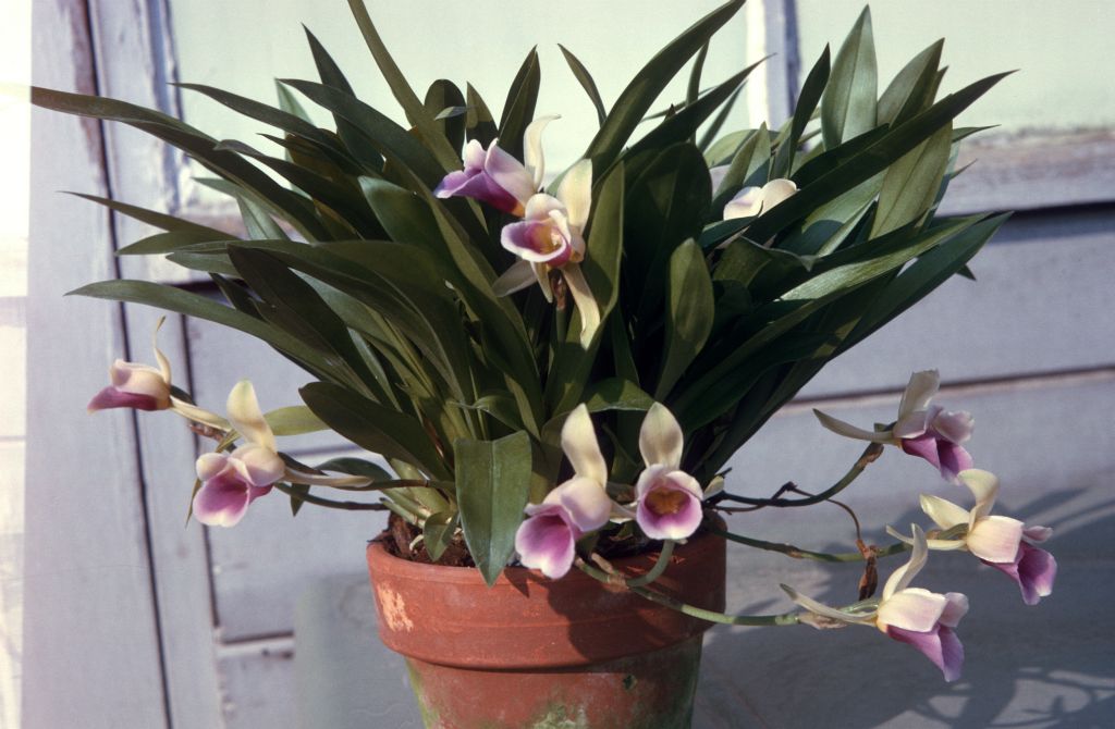 Zygopetalum discolor (now Warczwiczella discolor), August 1964, roll 196408H slide 1.  Formerly known as Cochleanthes, Zygopetalum, and/or Chondrorhynca.