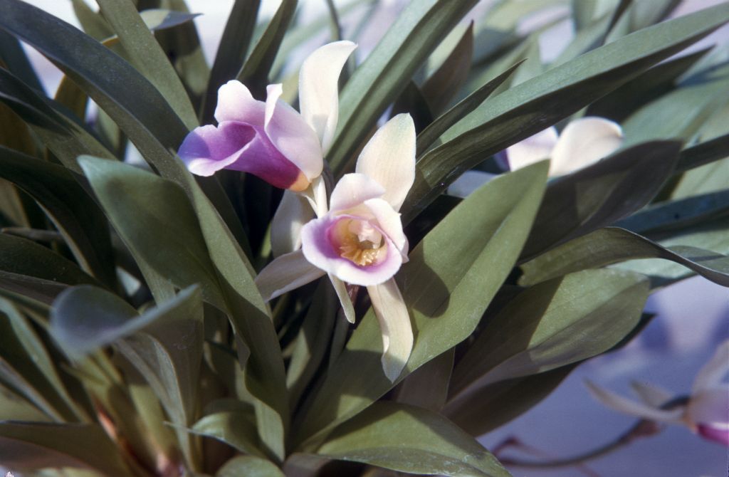 Zygopetalum discolor (now Warczwiczella discolor), August 1964, roll 196408H slide 2.  Formerly known as Cochleanthes, Zygopetalum, and/or Chondrorhynca.