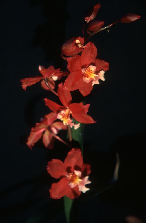Wilsonara Rixpont 'Carimo' (slide incorrectly labeled Odontioda), May 1977, roll 197795H2black48 slide 8